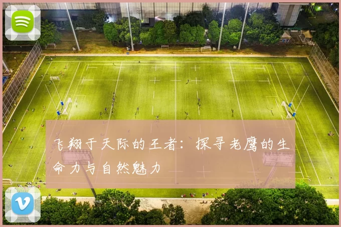 飞翔于天际的王者：探寻老鹰的生命力与自然魅力